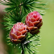 Схема вышивки «№619226»