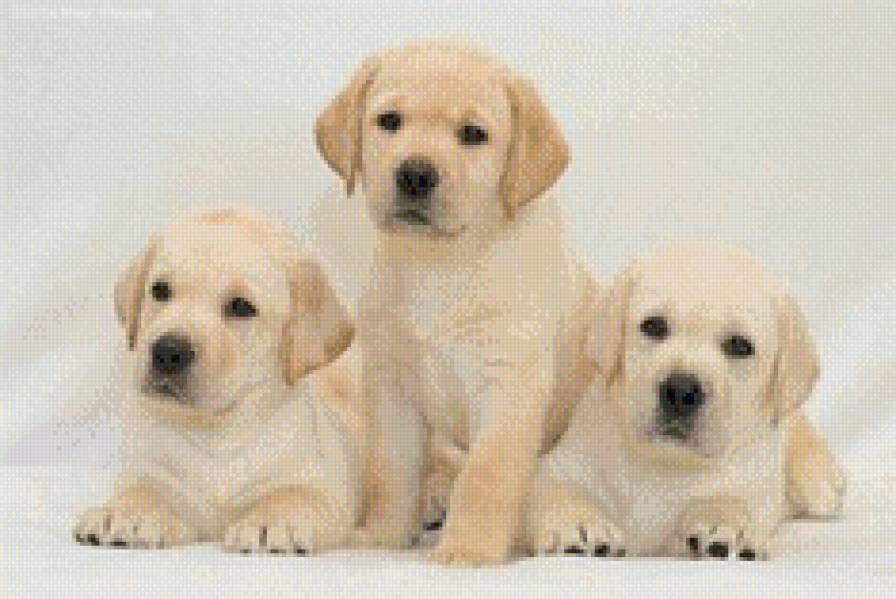 щенки - щенки, собаки, животные - предпросмотр