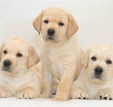 Схема вышивки «щенки»