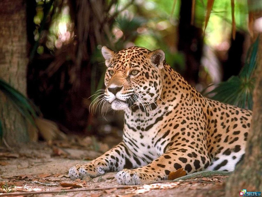 ягуар - природа, картина, ягуар, животные, хищник, большие кошки - оригинал