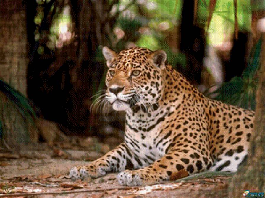 ягуар - хищник, ягуар, животные, природа, большие кошки, картина - предпросмотр