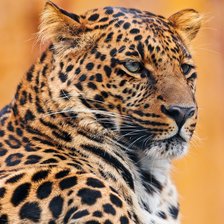 Схема вышивки «ягуар»