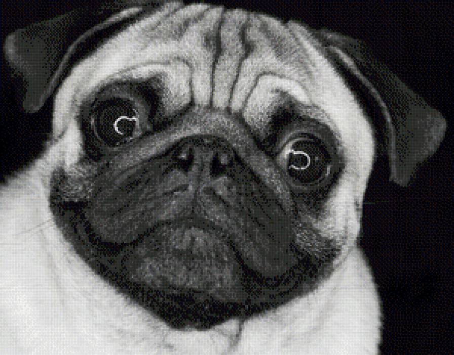 Мопсик - собачка, красота, картинка, щенок, животные - предпросмотр