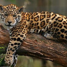 Схема вышивки «леопард»