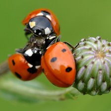 Схема вышивки «№619541»