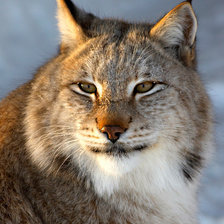 Схема вышивки «№619549»