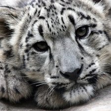 Схема вышивки «Снежный барс»