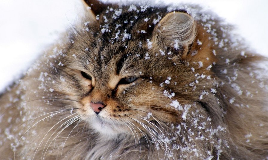 Котик - киса, картинка, красота, животные, котенок - оригинал