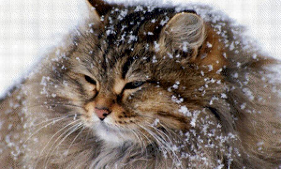 Котик - котенок, животные, красота, киса, картинка - предпросмотр