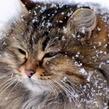 Схема вышивки «Котик»