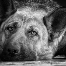 Схема вышивки «собачка»