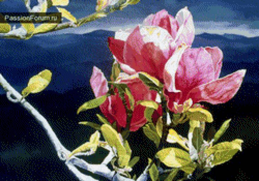 яблоневый цвет - цветы - предпросмотр