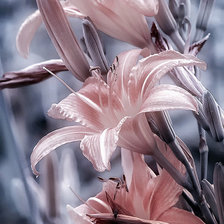 Схема вышивки «лилии»