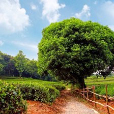 Схема вышивки «№619960»