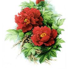 Схема вышивки «Пионы»