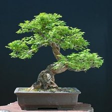 Схема вышивки «Бонсай»