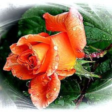 Схема вышивки «Роза в росе»