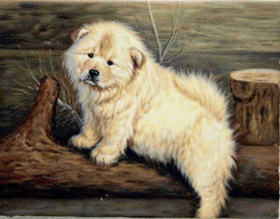 Пушистик - собаки, животные - предпросмотр