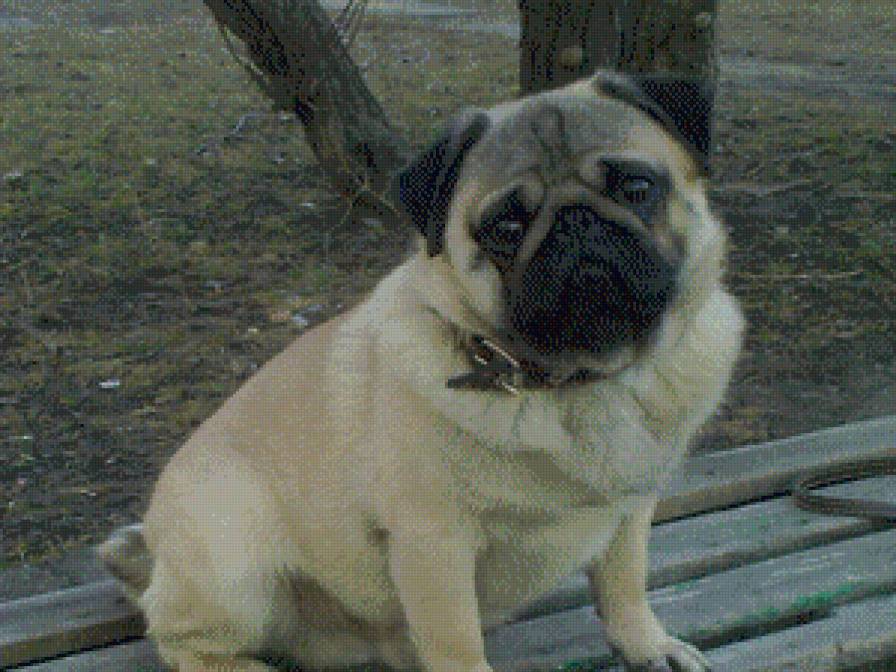 Мопс - животные, собака, мопс - предпросмотр