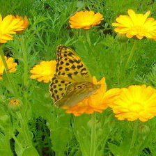Схема вышивки «бабочка на привале»