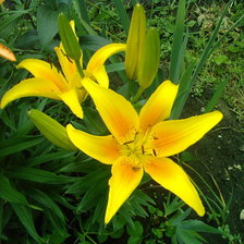 Схема вышивки «лилии»