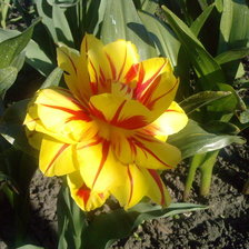 Схема вышивки «тюльпан»