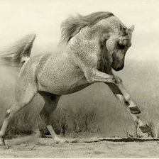 Схема вышивки «конь»