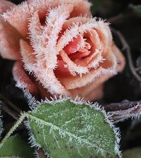 Схема вышивки «роза в инеи»