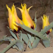 цветы,тюльпаны