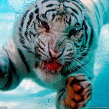 Схема вышивки «тигр»