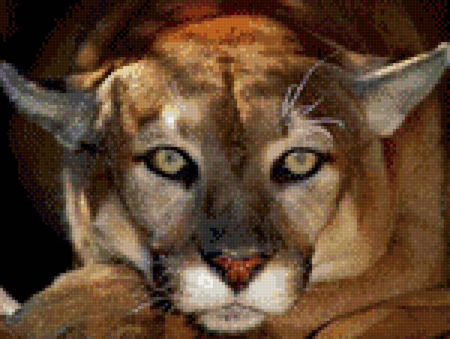 Пума - предпросмотр