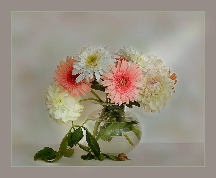 Нежные герберы - цветы, герберы - оригинал