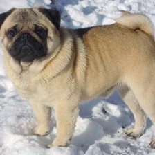 Схема вышивки «Тессер Бонфанк Вагнер.»