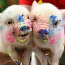 Схема вышивки «Хрюшки»