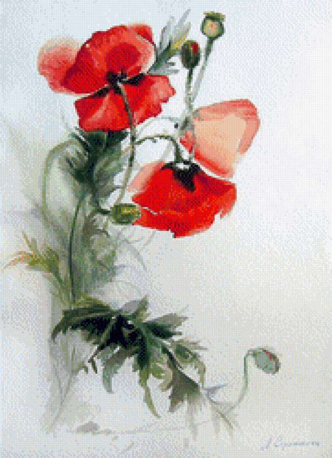 маки - цветы - предпросмотр