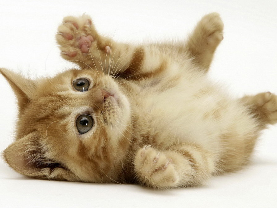 рыжий котенок - котенок - оригинал