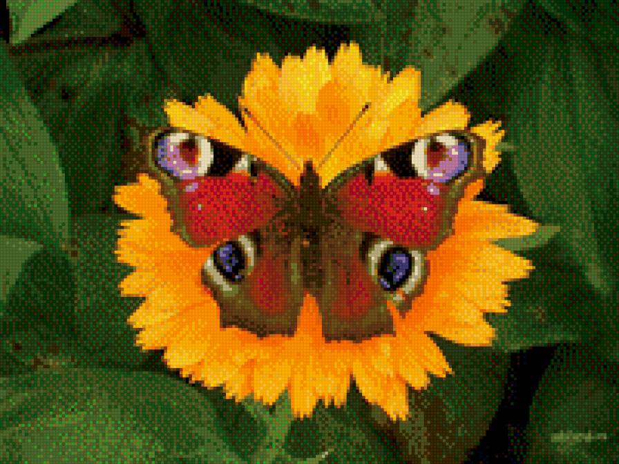 на одуванчике - бабочка, цветок, одуванчик, природа - предпросмотр