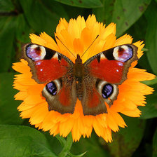 Схема вышивки «на одуванчике»