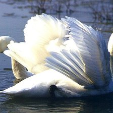 Схема вышивки «лебединая верность»