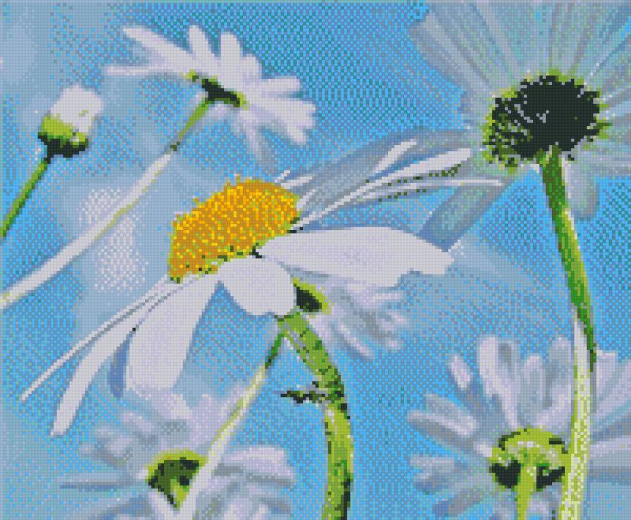 к солнышку - природа, ромашки, цветы - предпросмотр