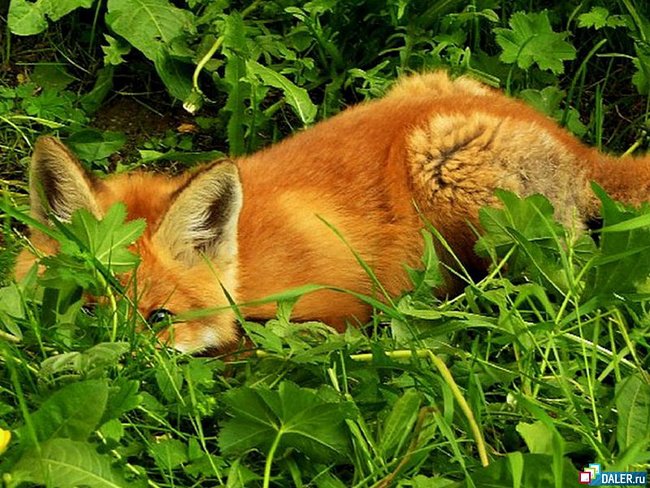 прятки - лиса, животные, природа, трава - оригинал