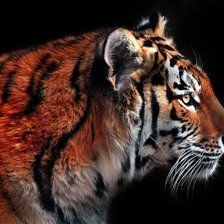 Схема вышивки «кисяяяяя»