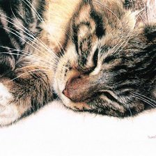 Схема вышивки «Котенька4»