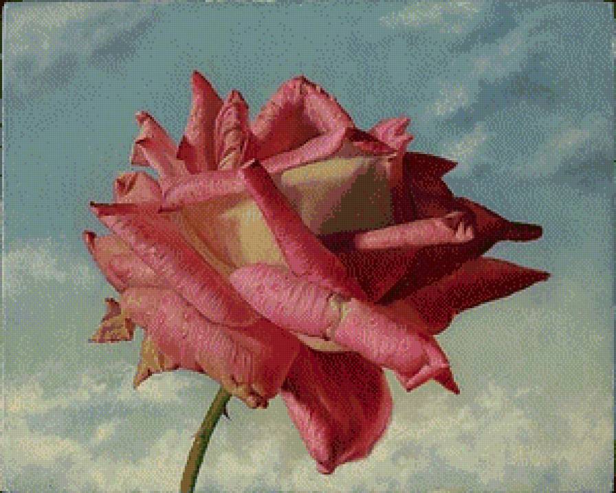 Из цикла Розы... - предпросмотр