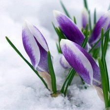 Схема вышивки «КРОКУСИ»