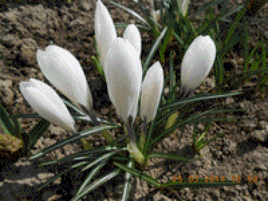 КРОКУСИ - квіти - предпросмотр