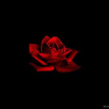 Схема вышивки «Розочка 2, версия легче»