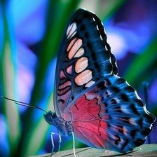 Схема вышивки «Бабочка»