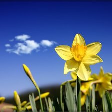 Схема вышивки «нарцис»