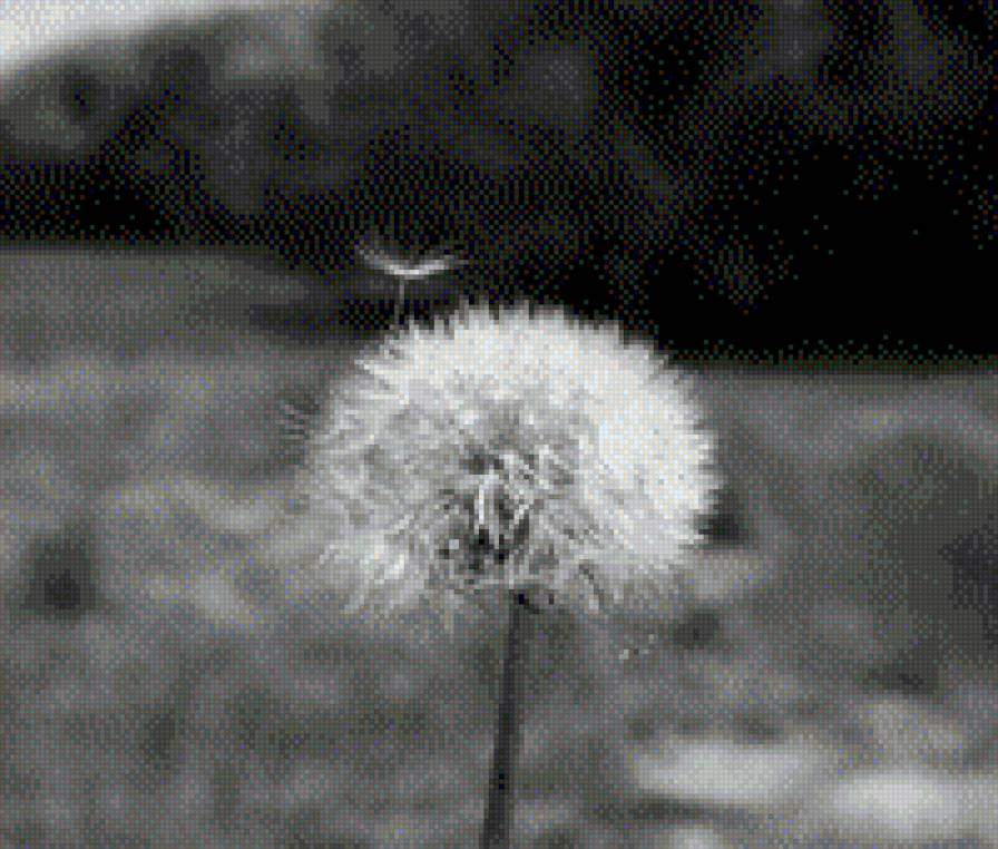 одуванчик - предпросмотр